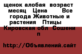 щенок алобая .возраст 1 месяц › Цена ­ 7 - Все города Животные и растения » Птицы   . Кировская обл.,Сошени п.